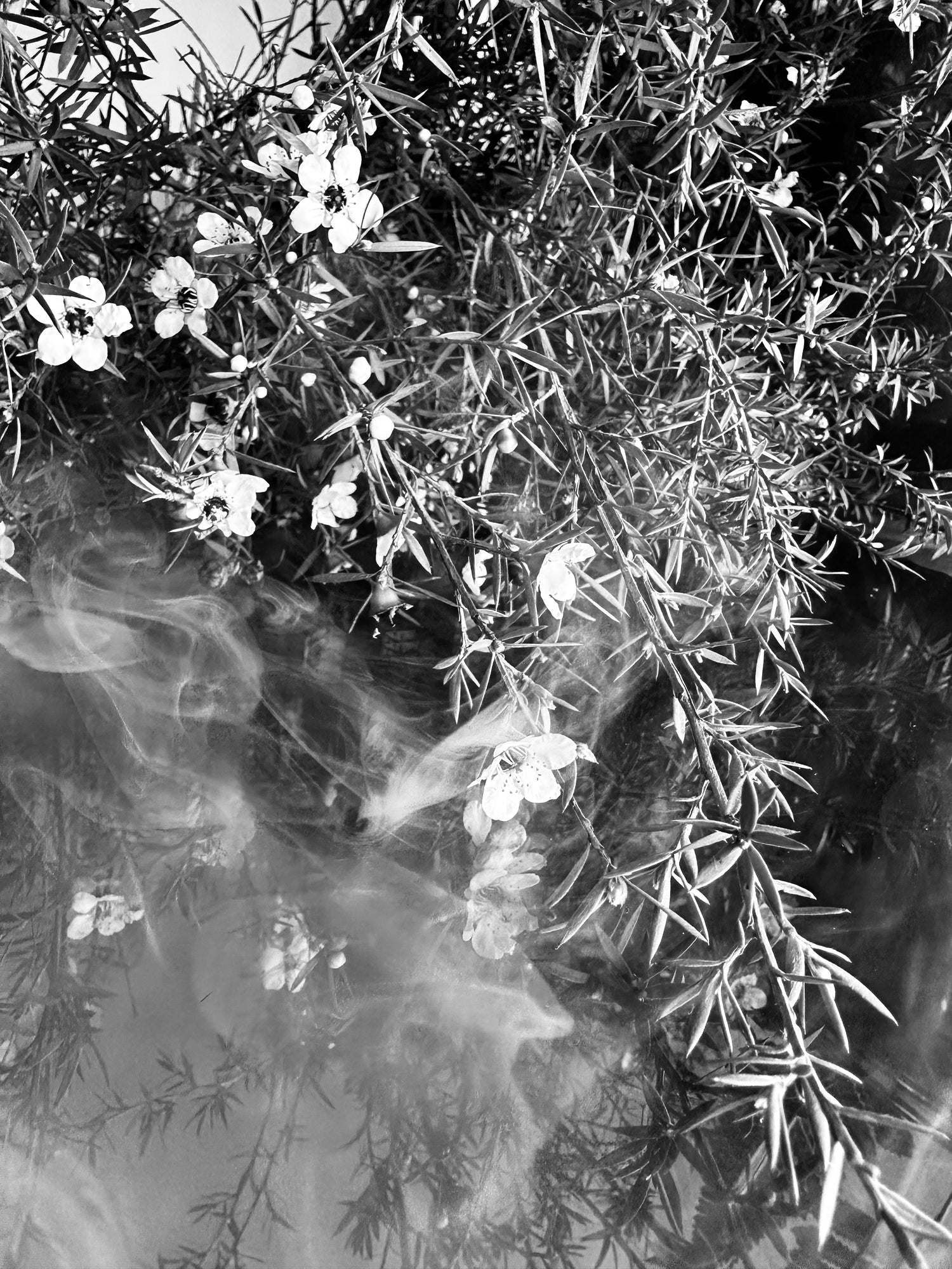 Manuka flowers from BLK Sheep Perfumery atelier. Niche NZ made EAU DE PARFUM